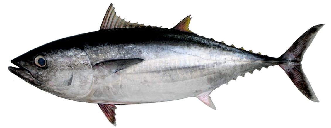 Thunnus thynnus_03.jpg
